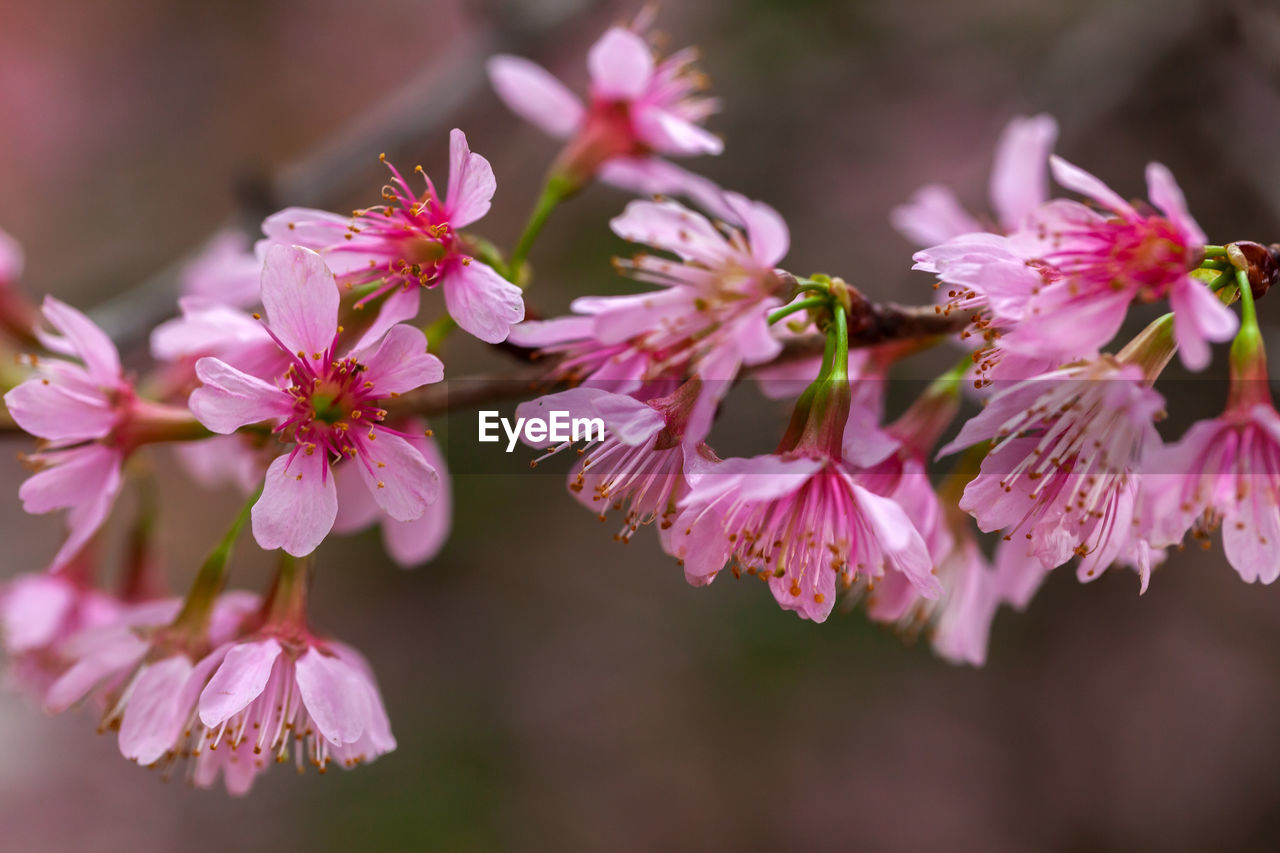 CLOSE-UP OF PINK CHERRY BLOSSOMS IN SPRING