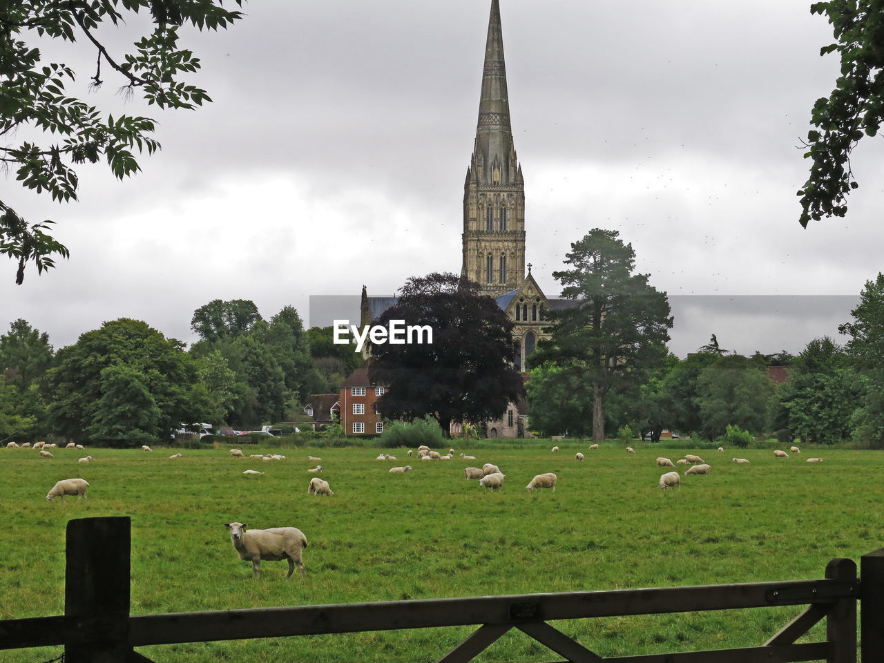 Sheep grazing on field against sky