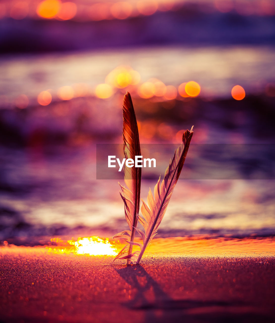 A beautiful seagull feathers in the sand on the beach of baltic sea. vibrant beach scenery.