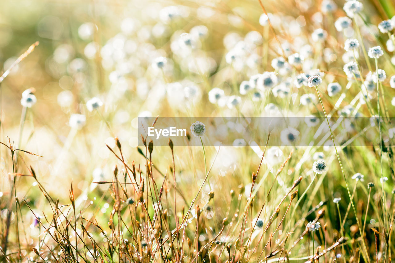 Close-up of flowering plants on field