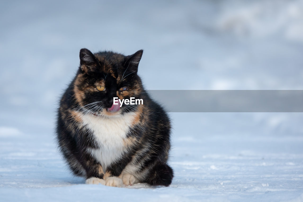 PORTRAIT OF A CAT ON SNOW