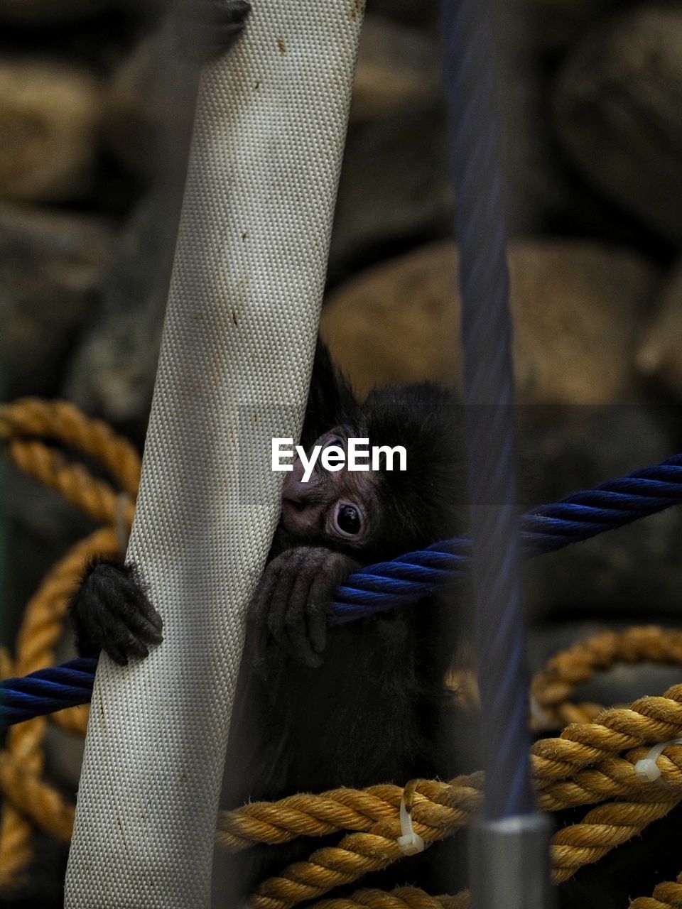 Close-up of a monkey in cage