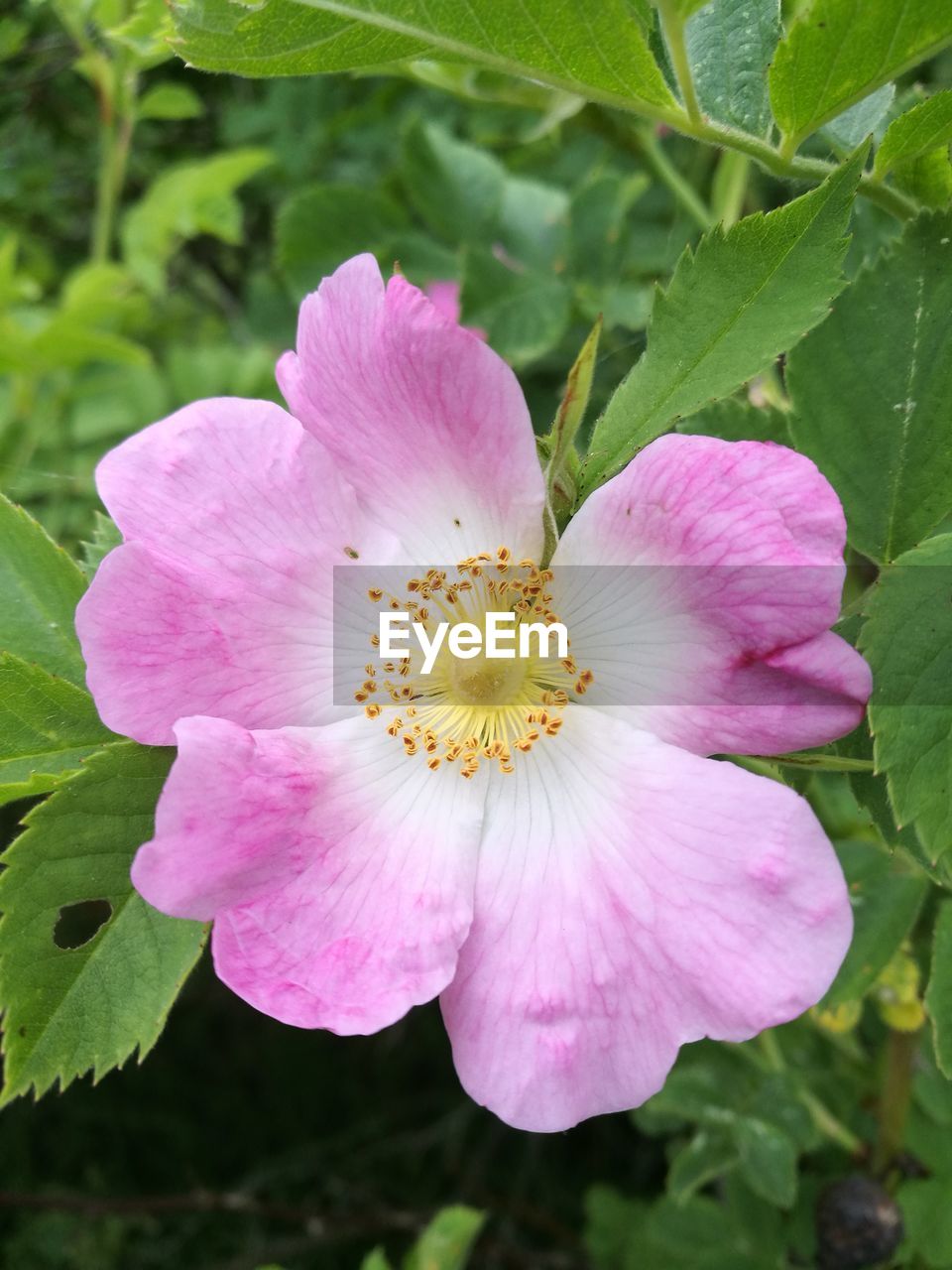 CLOSE-UP OF PINK FLOWER