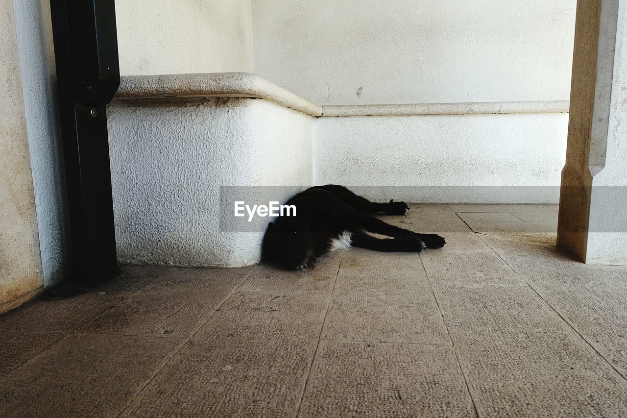 Dog relaxing on walkway