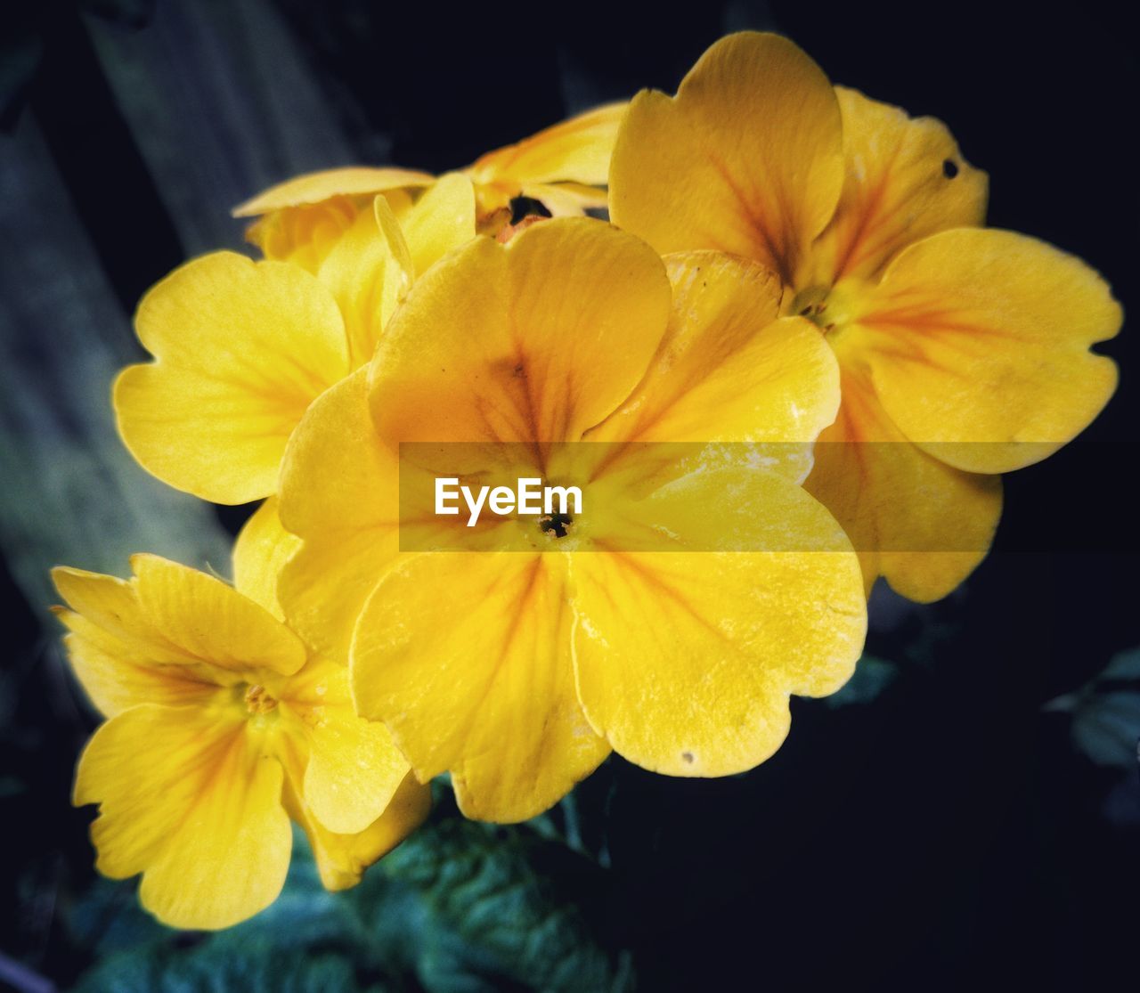 CLOSE-UP OF YELLOW FLOWERS