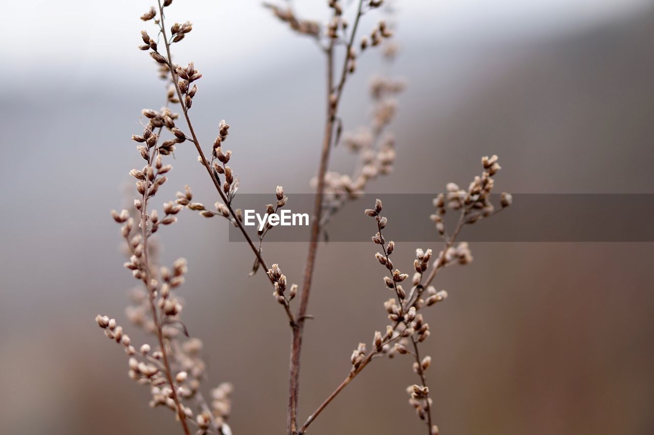 Close-up of plants against sky