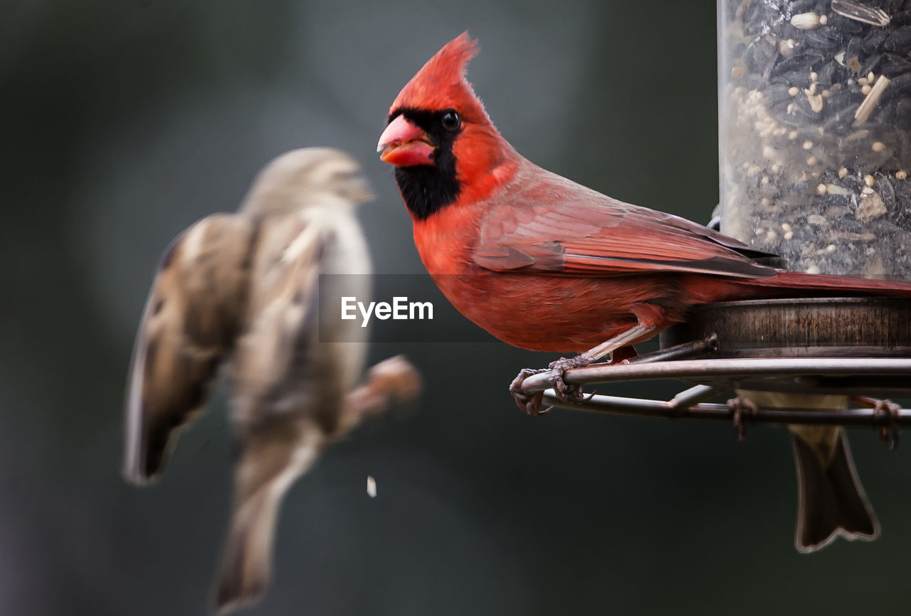 Bird on the wing