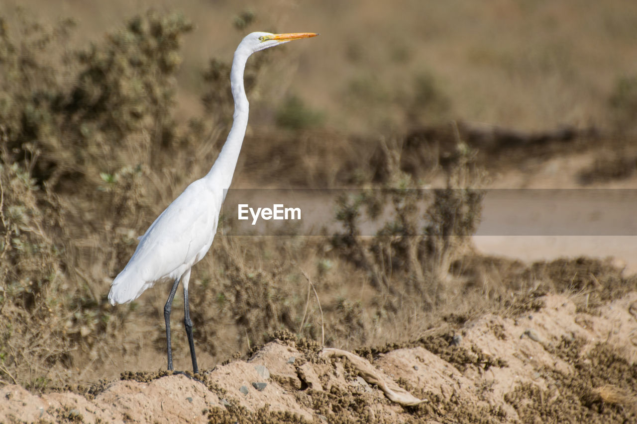 Crane bird on field