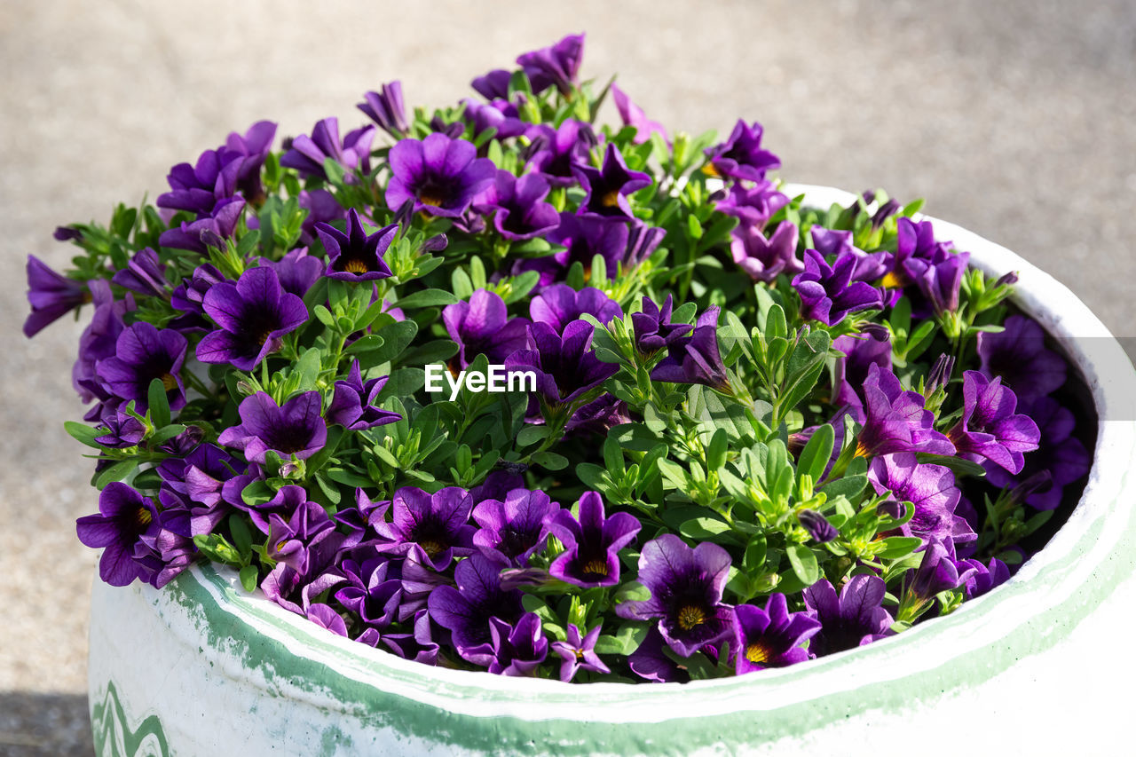 HIGH ANGLE VIEW OF PURPLE FLOWERING PLANT
