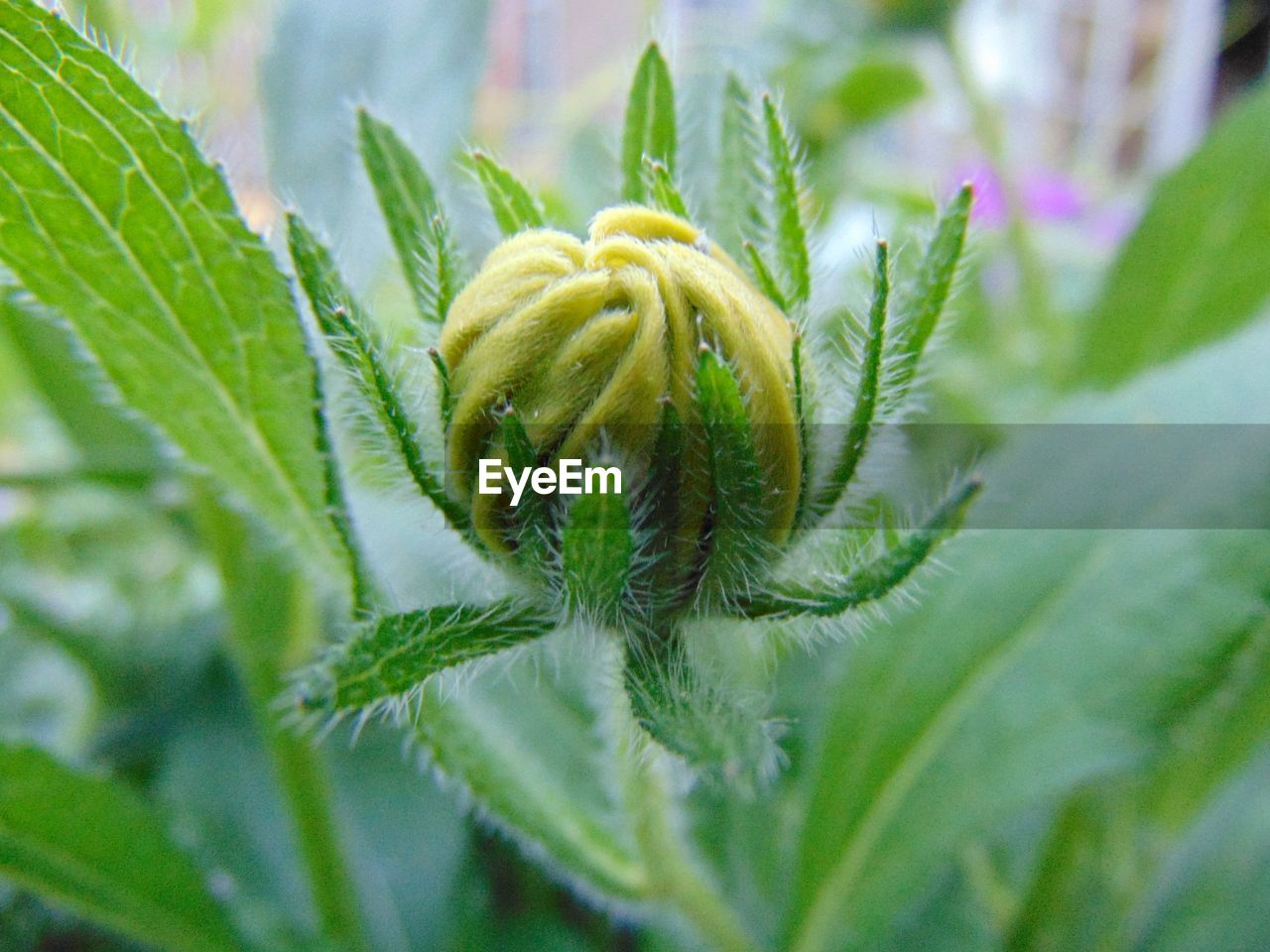 CLOSE-UP OF HONEY PLANT