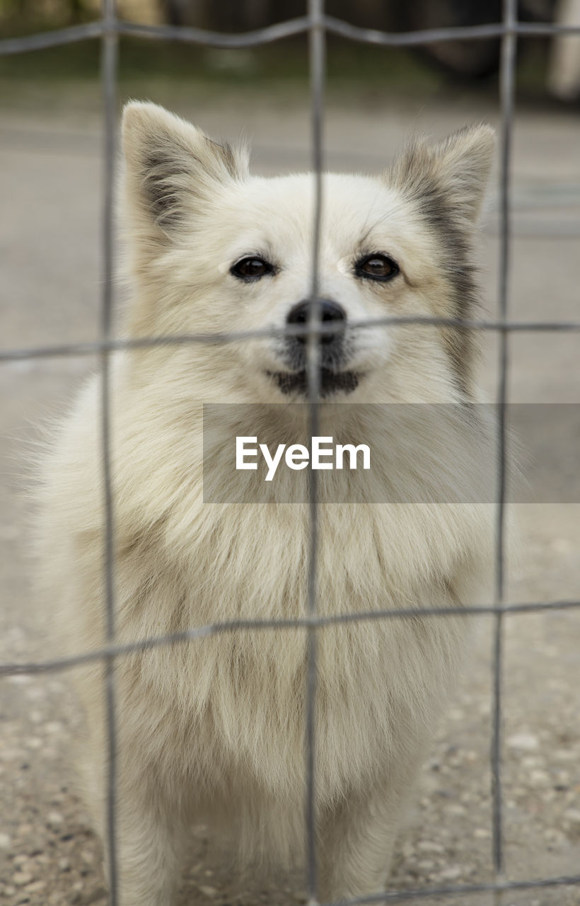 CLOSE-UP PORTRAIT OF DOG LOOKING THROUGH CAMERA