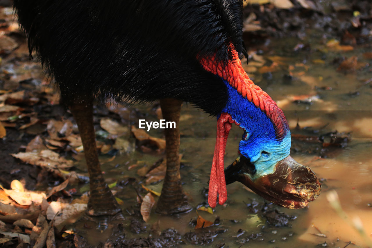 Close-up of a cassowary  bird drinking water