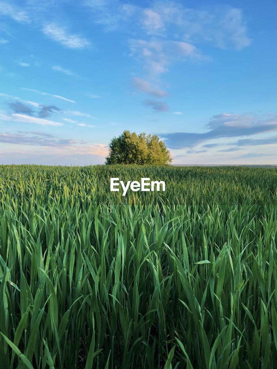 Lonely tree in green field. minimal mood