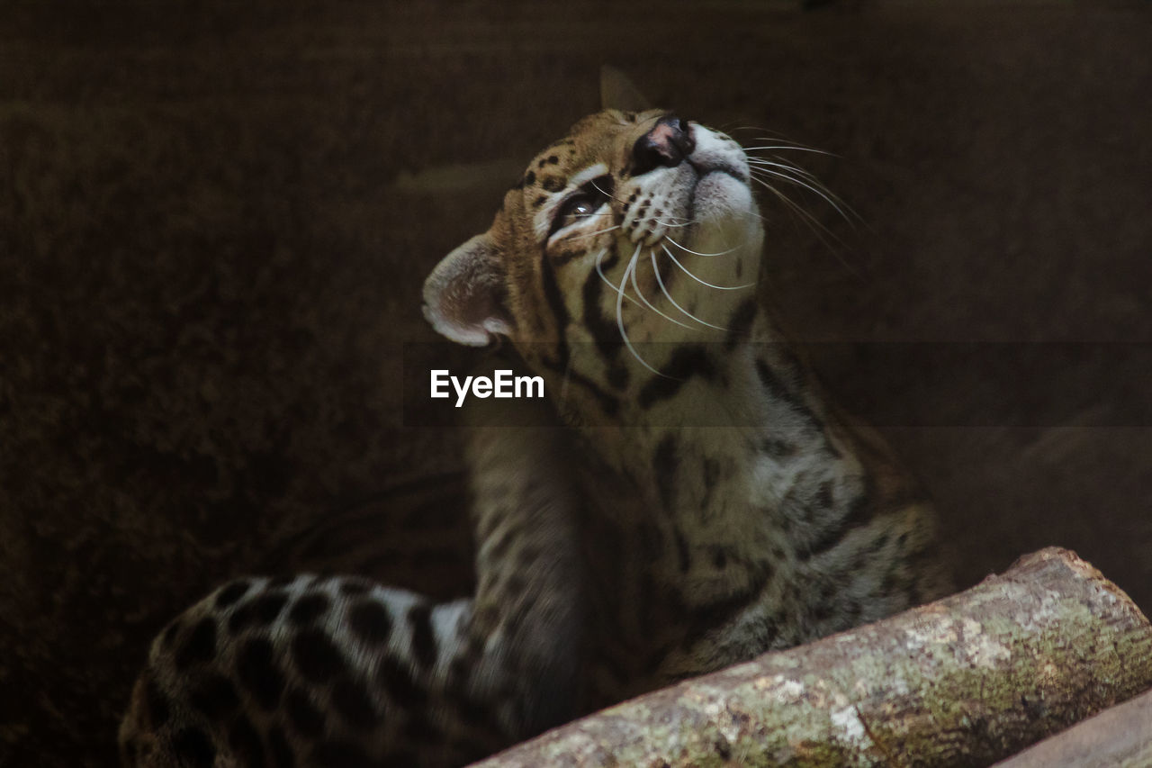 CLOSE-UP OF A CAT LOOKING AWAY OUTDOORS