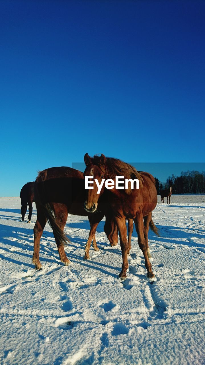 HORSES STANDING ON SNOW FIELD AGAINST CLEAR SKY