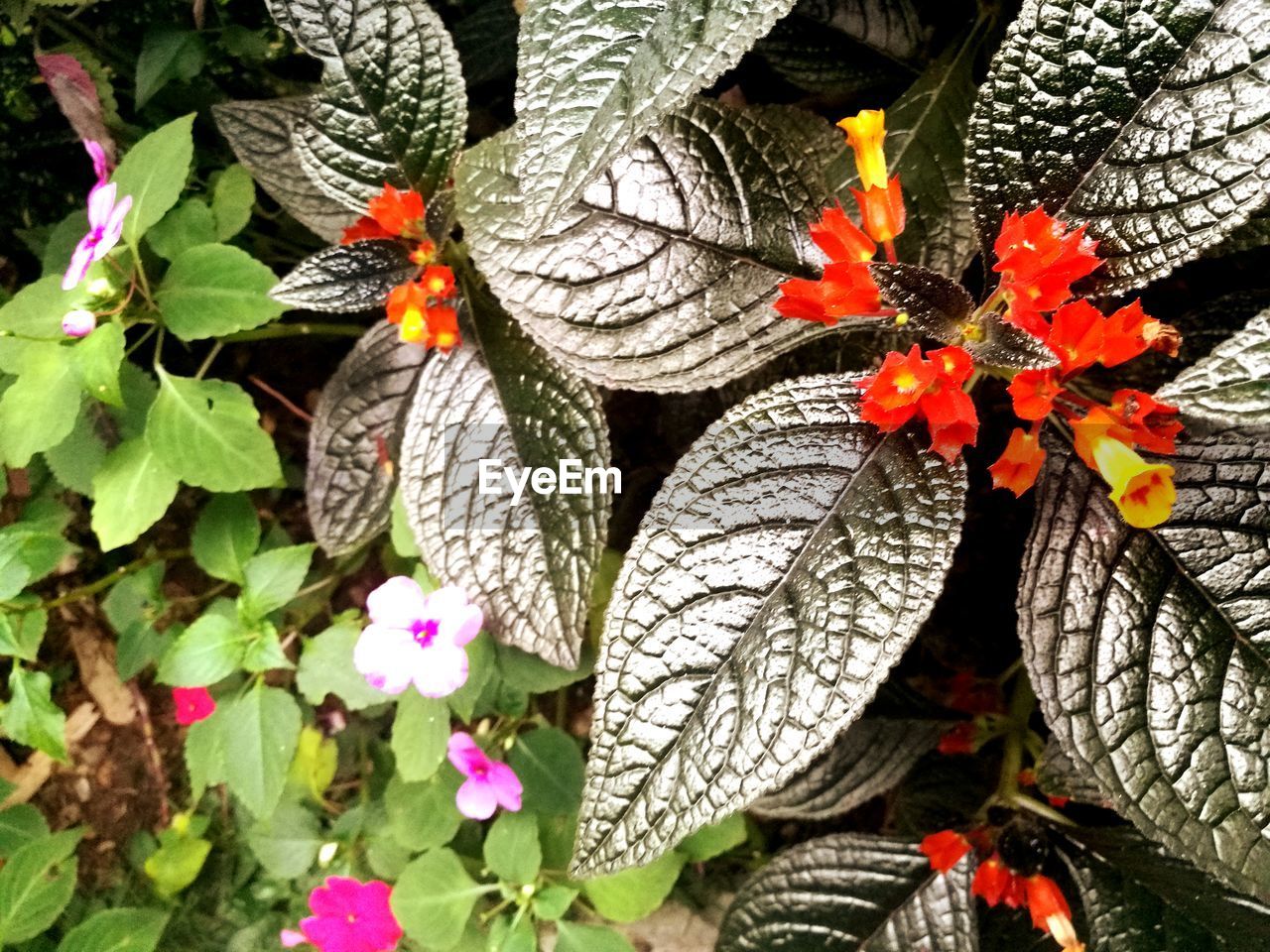 CLOSE-UP OF RED FLOWERS BLOOMING