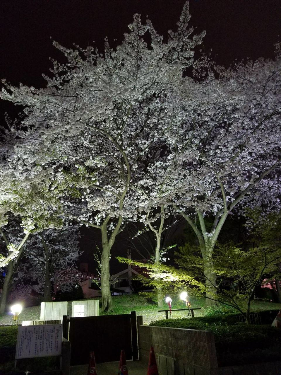 FLOWER TREES AT NIGHT
