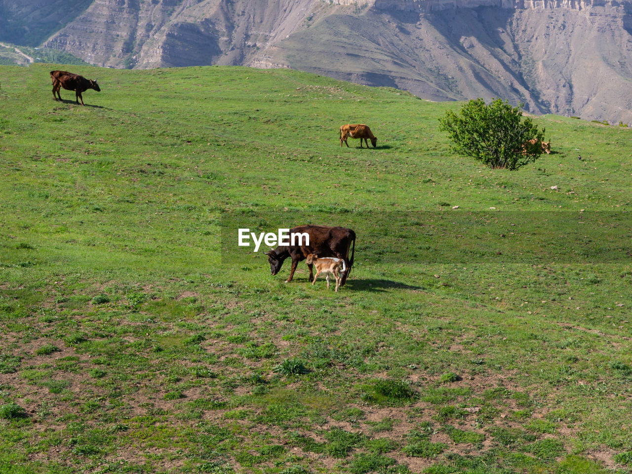 COW GRAZING IN THE FIELD