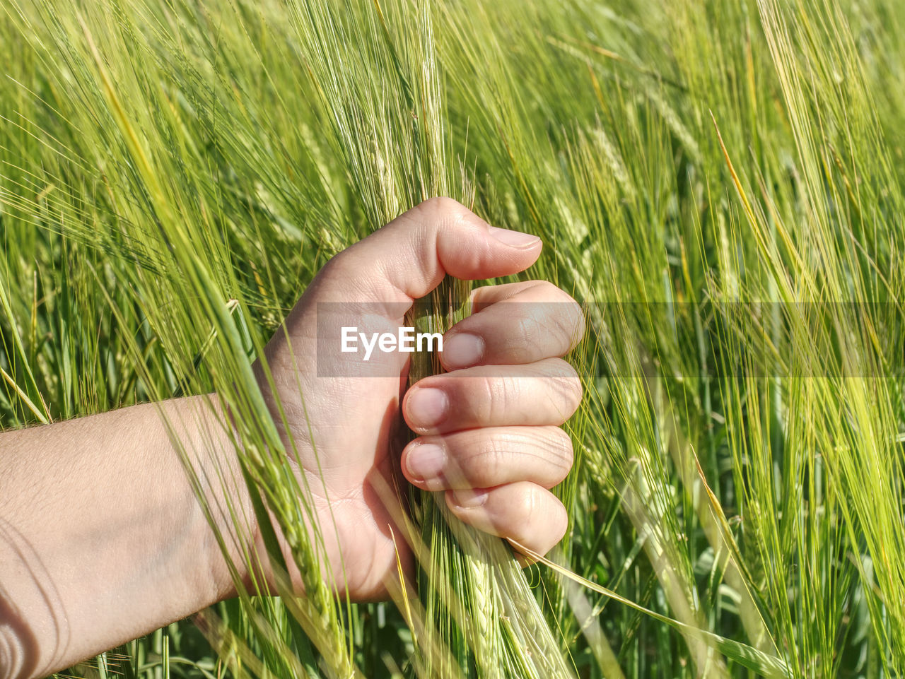 Farmer hand hold spikelets unripe wheat before proces of herbicides and fertilizers for big harvest