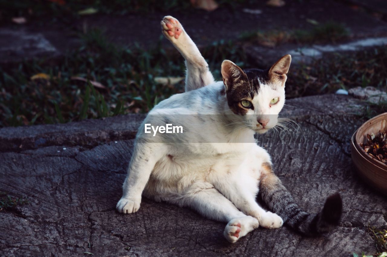 Cat sitting outdoors with one leg above his head