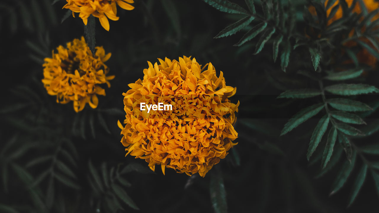 Close-up of yellow flowering plant