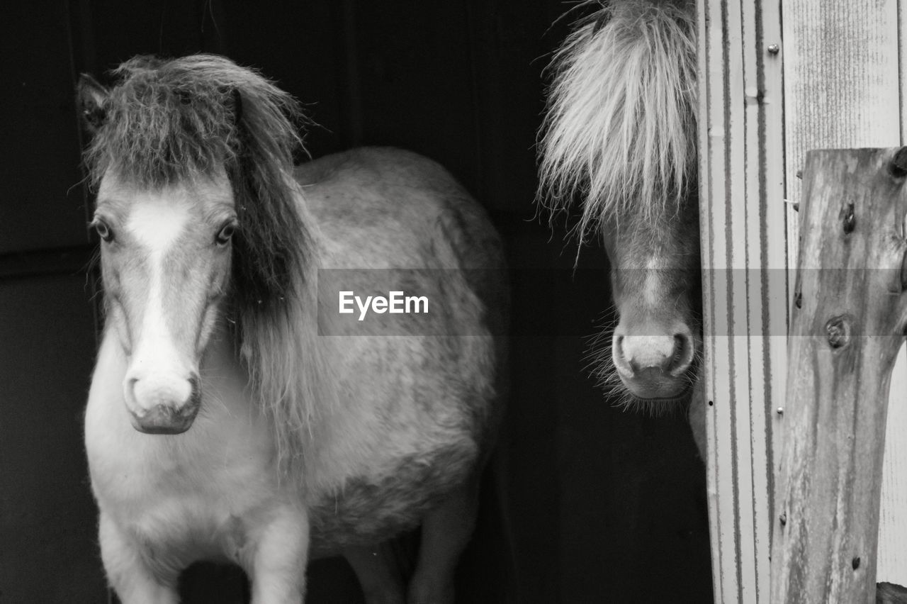 Portrait of icelandic horses in barn