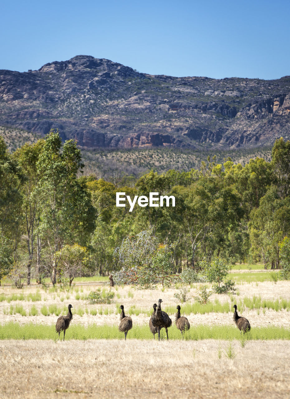 Wild emu birds in the beautiful landscape of victoria's grampians national park