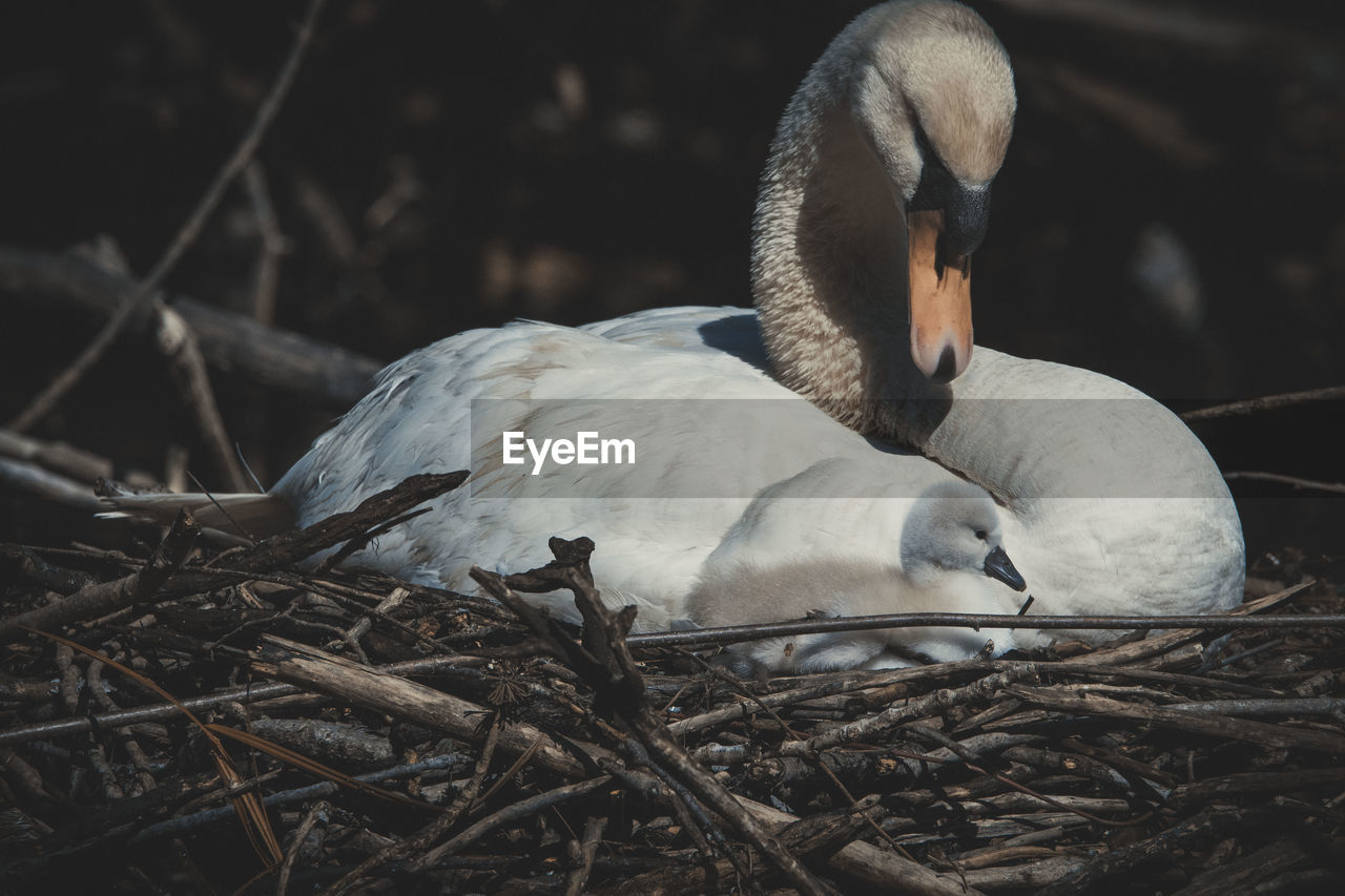 CLOSE-UP OF A BIRD IN NEST ON A FIELD