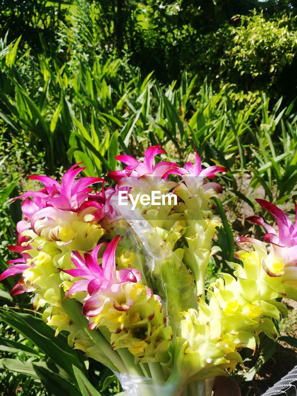 CLOSE-UP OF PINK FLOWERS