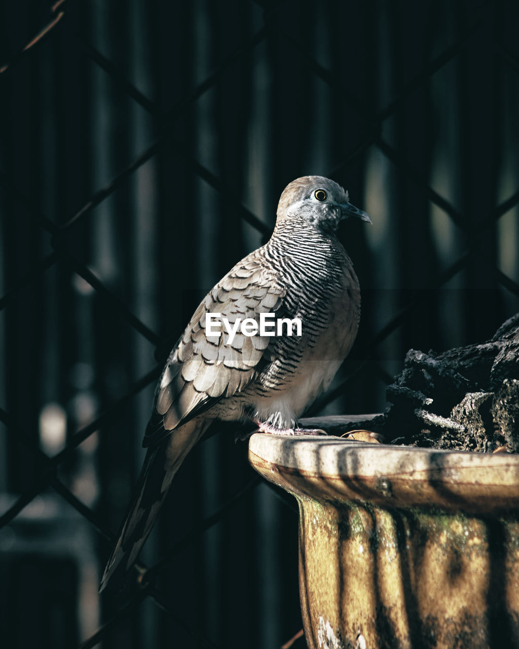 Bird on flower pot captured with nikon d3400 with nikkor 70-300mm f4-5.6