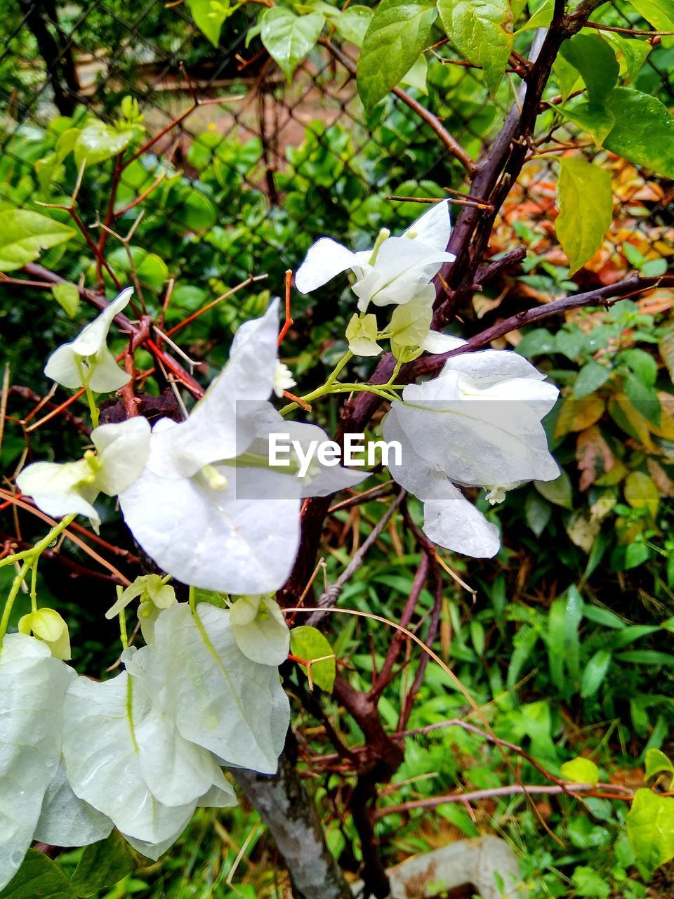 WHITE FLOWERS BLOOMING IN PARK