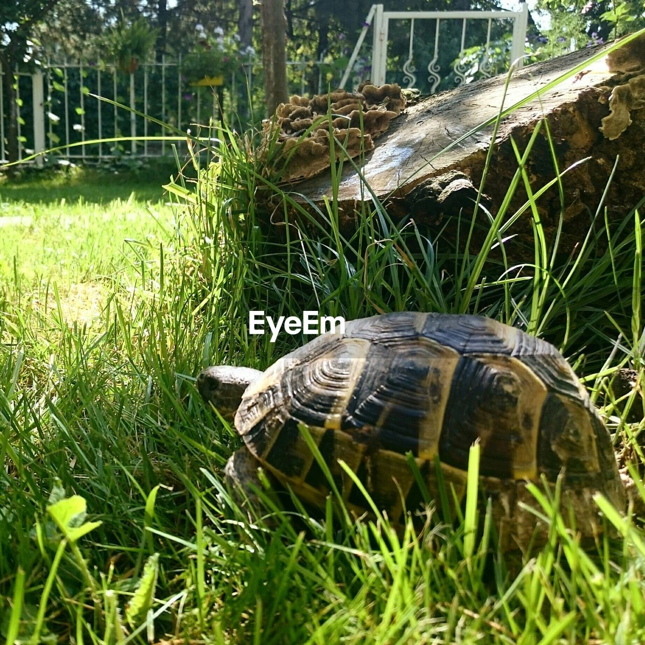 CLOSE-UP OF TORTOISE IN GRASS