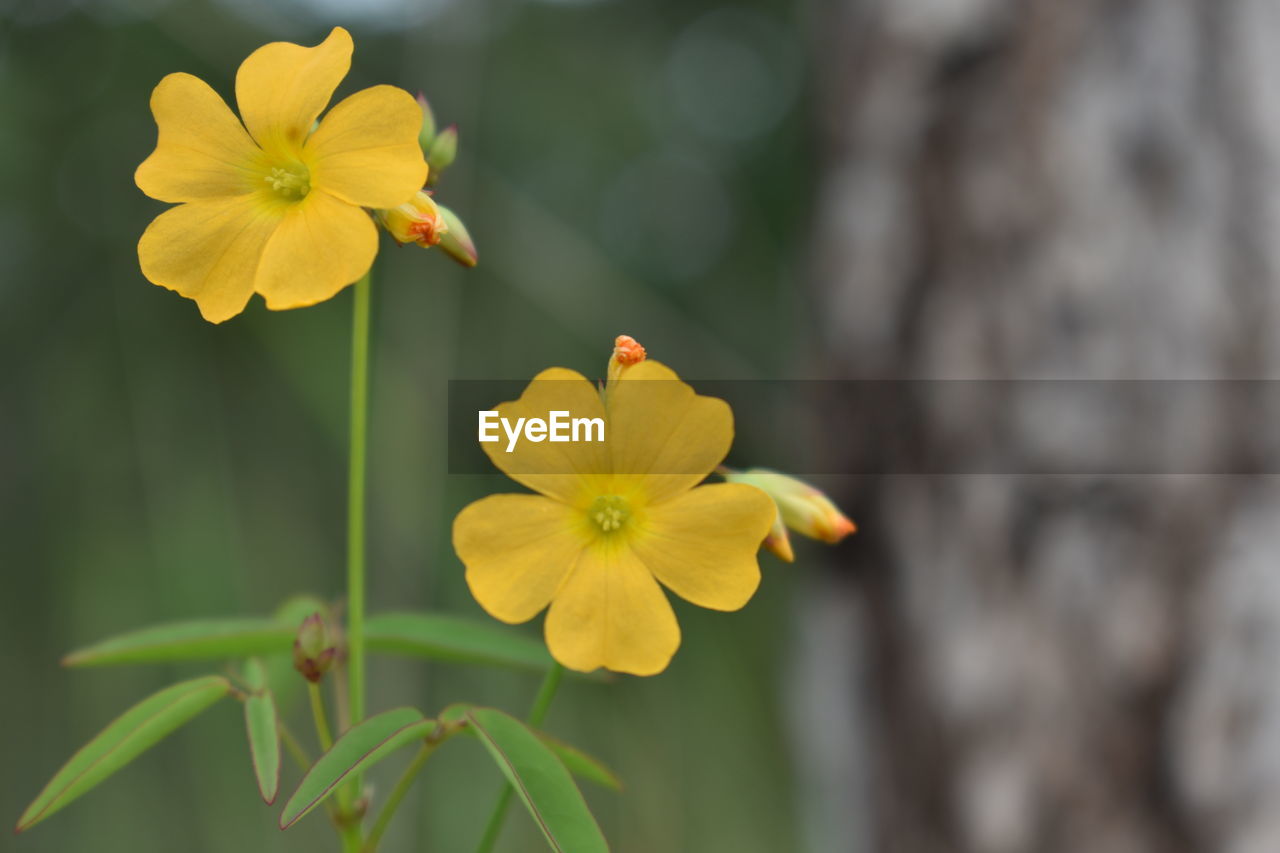 CLOSE-UP OF FLOWERS