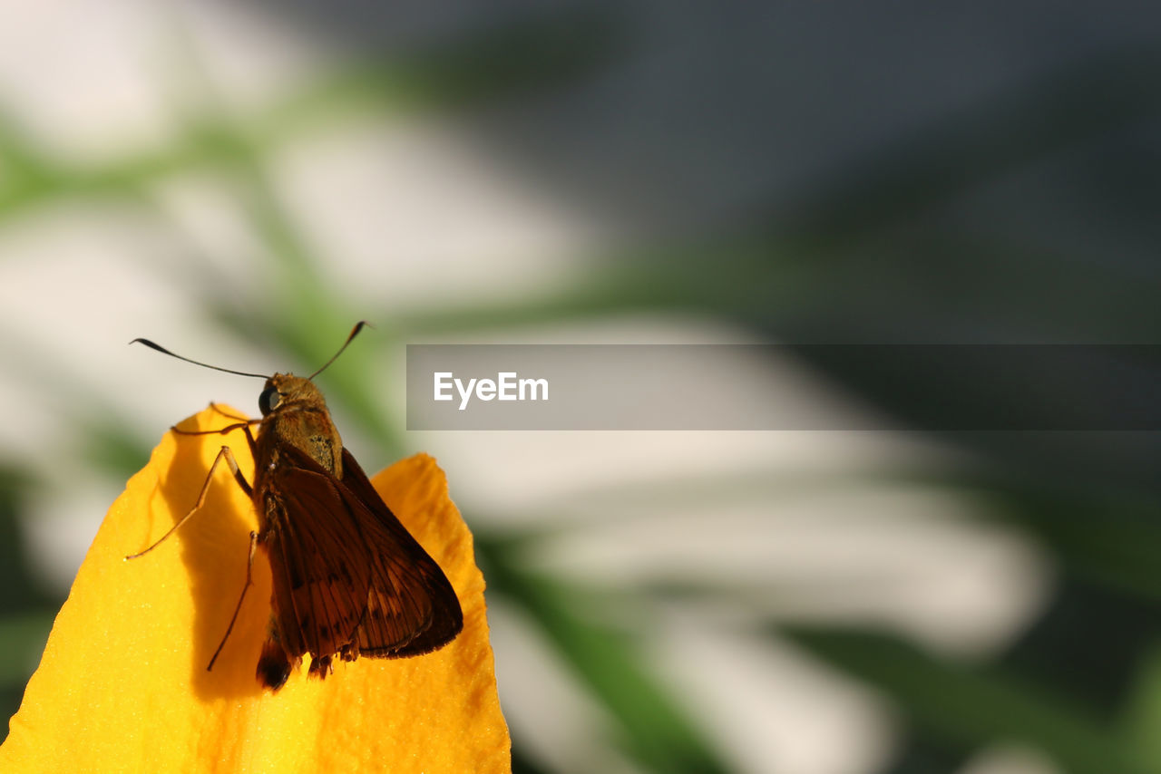 CLOSE-UP OF INSECT ON FLOWER