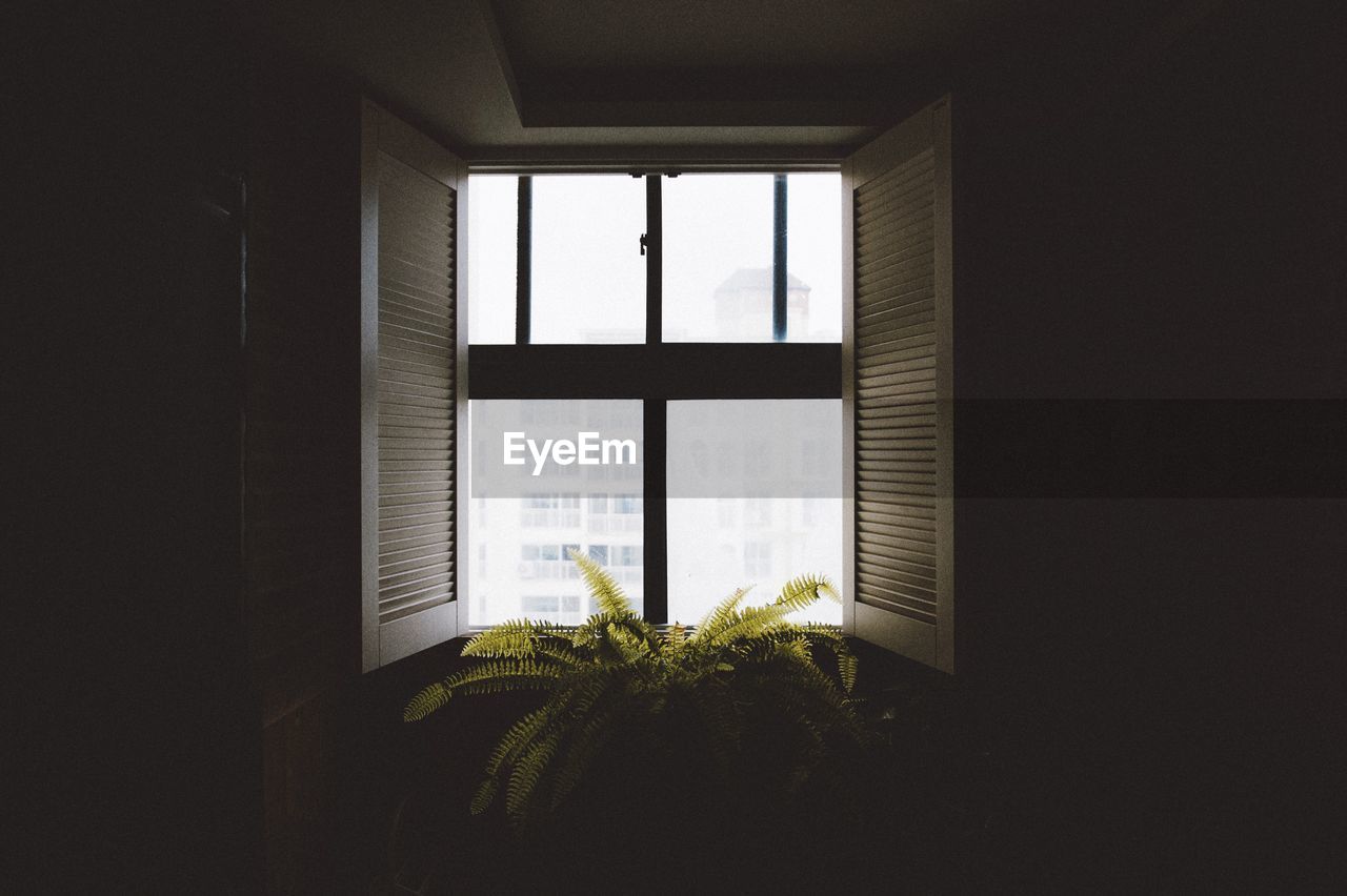 Potted plant in front of window at home