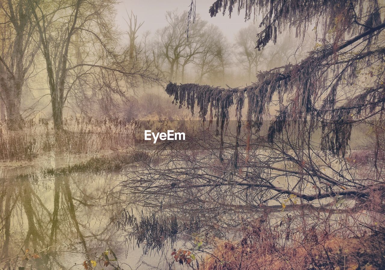 Bare trees by lake in forest