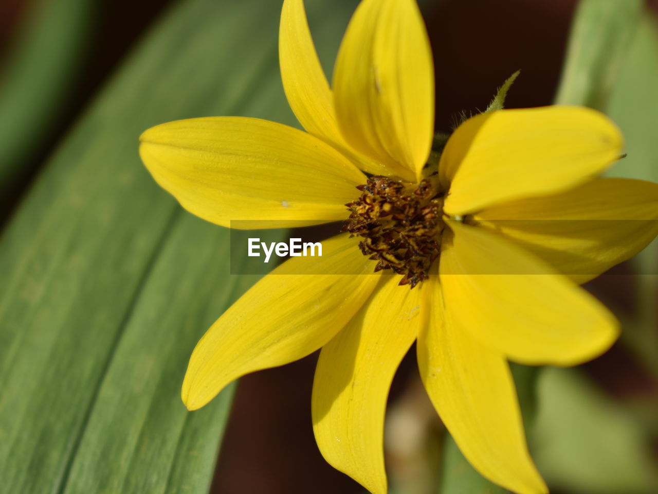 CLOSE-UP OF YELLOW FLOWER ON LEAF