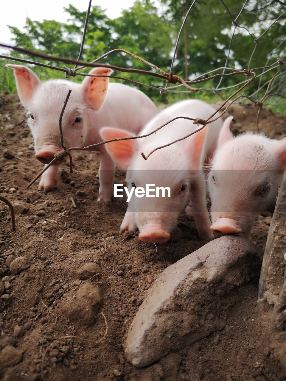 animal themes, animal, mammal, pig, domestic animals, pet, group of animals, domestic pig, livestock, piglet, agriculture, farm, young animal, nature, no people, day, plant, rural scene, dirt, portrait, outdoors, two animals, looking at camera, mud, pink