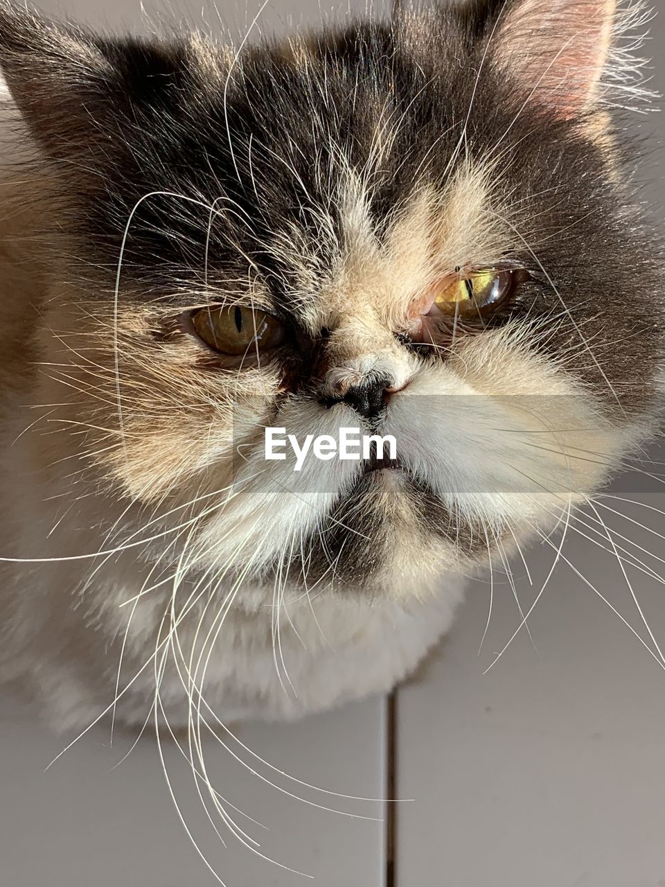 Close-up portrait of a cat