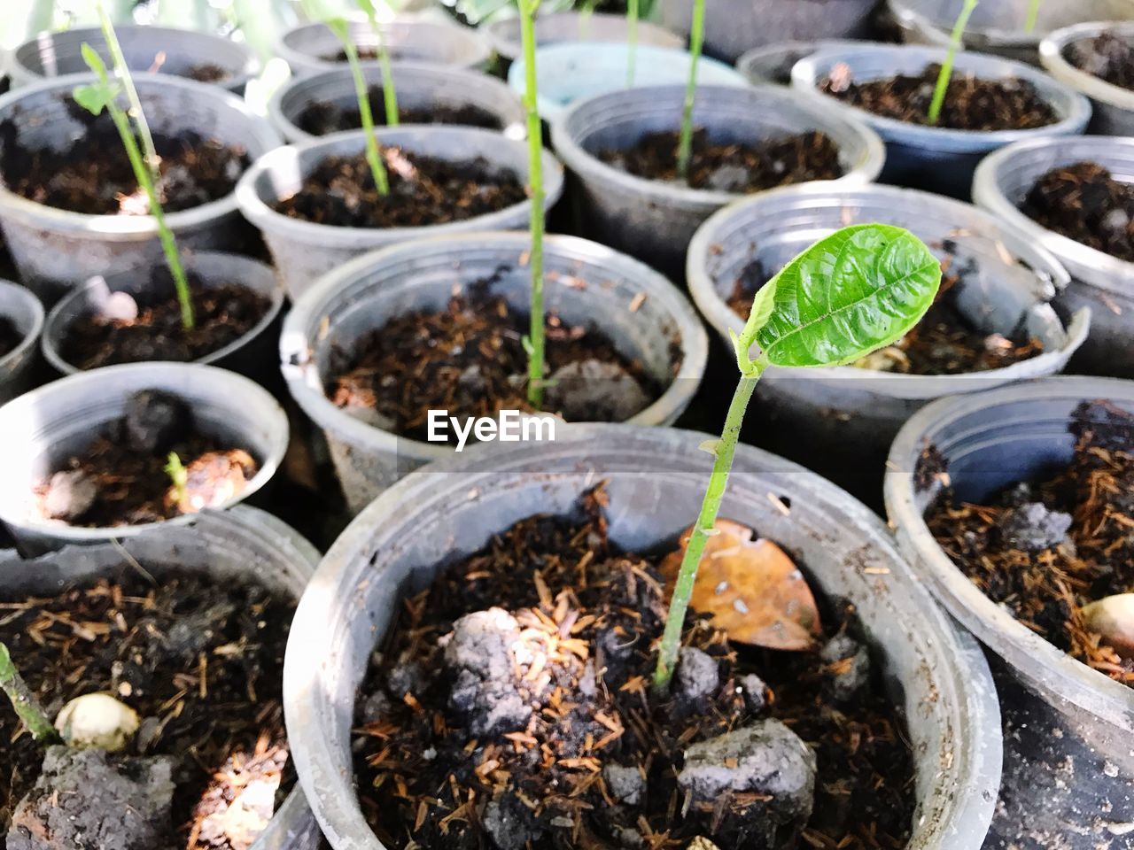 HIGH ANGLE VIEW OF POTTED PLANTS