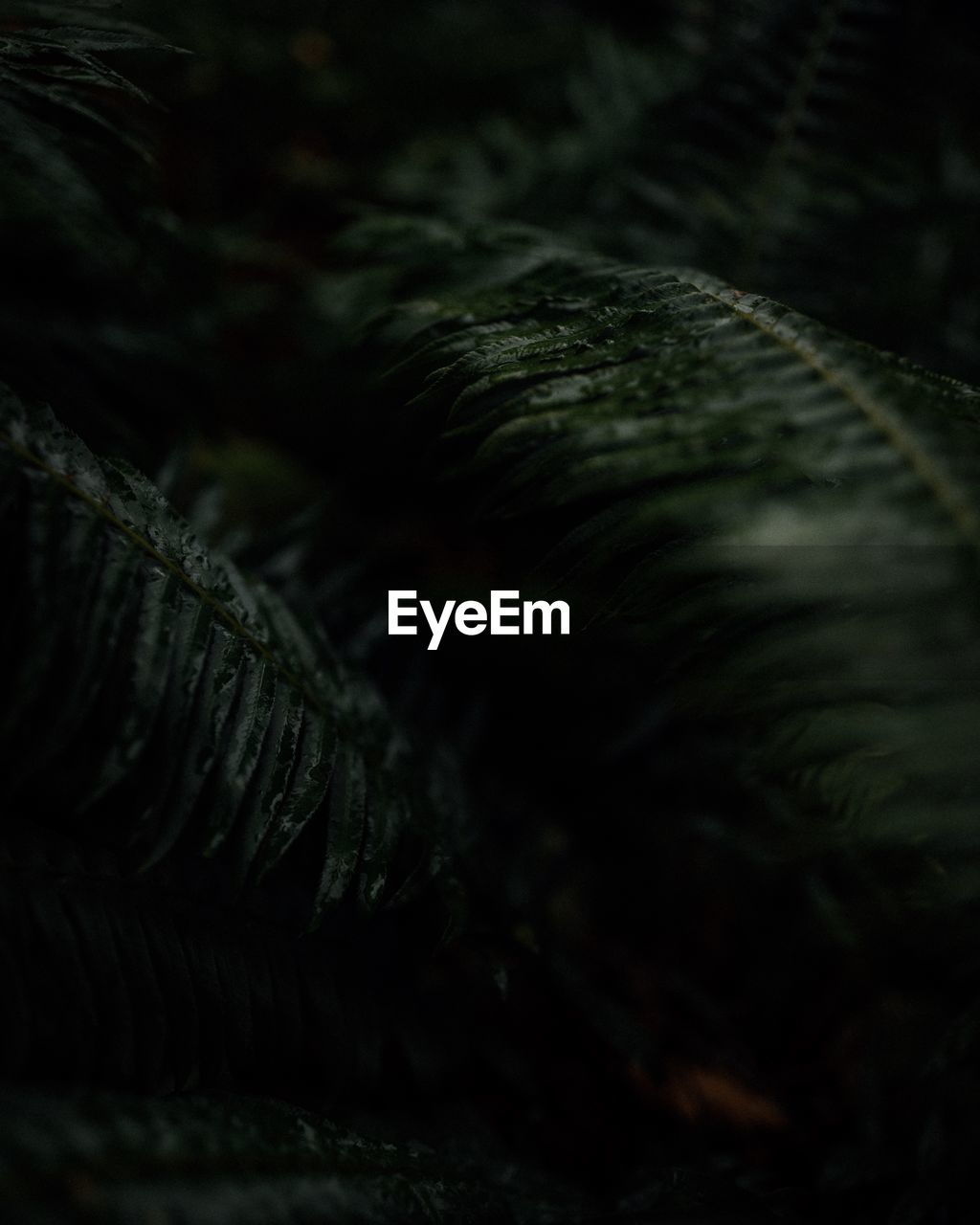 Close-up of fern tree