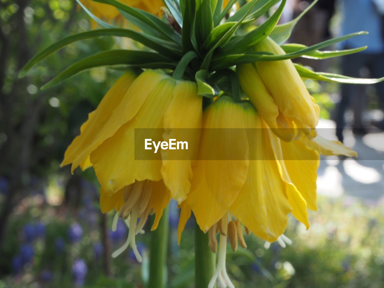 CLOSE-UP OF YELLOW FLOWERS