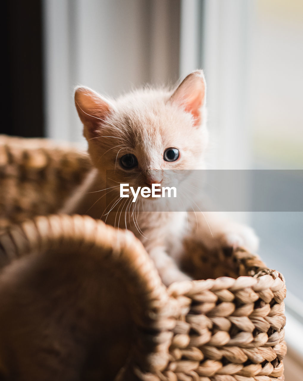 Cute beige kitten climbing out of a wicker basket.