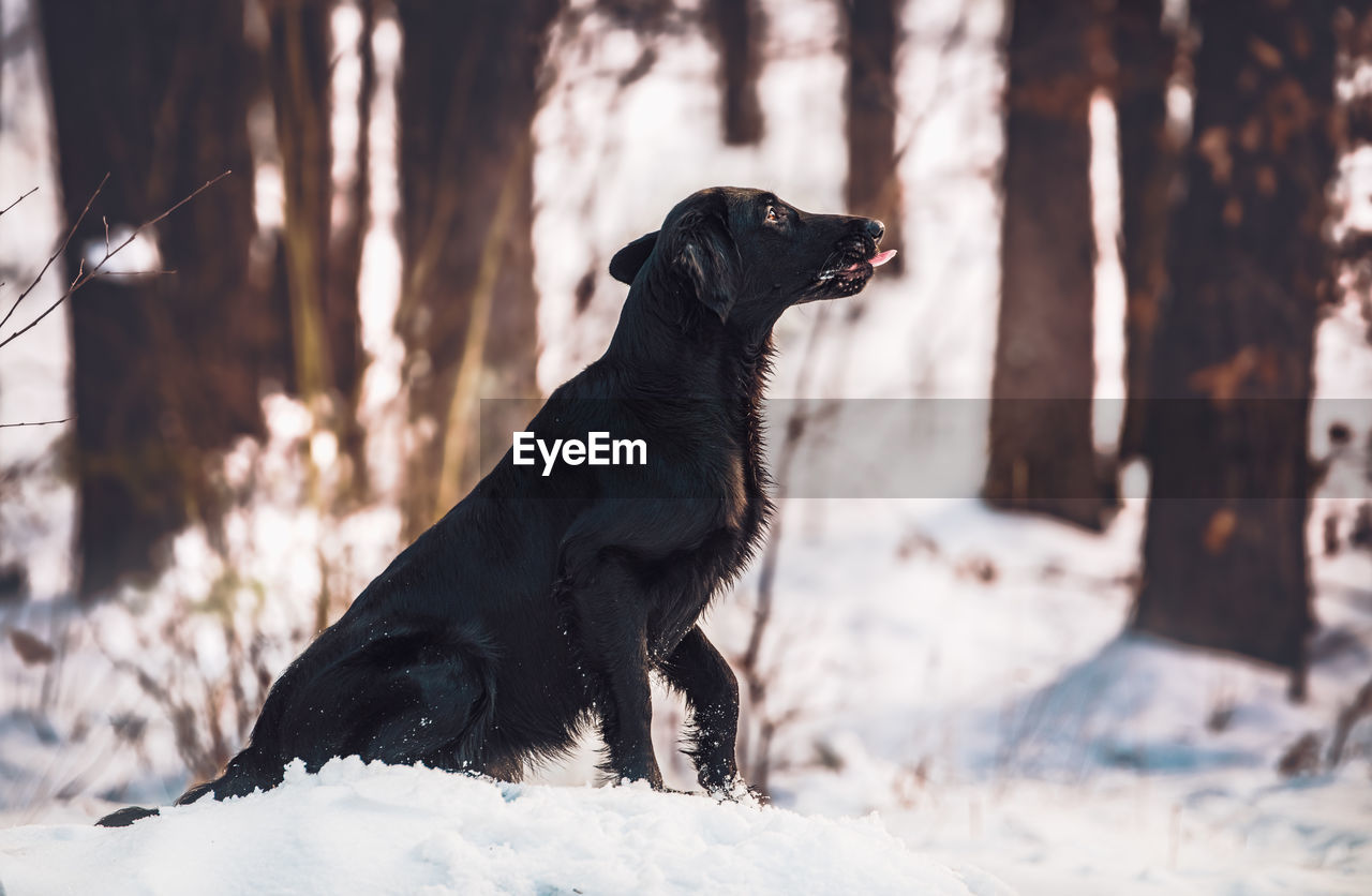 Black dog on snow covered land