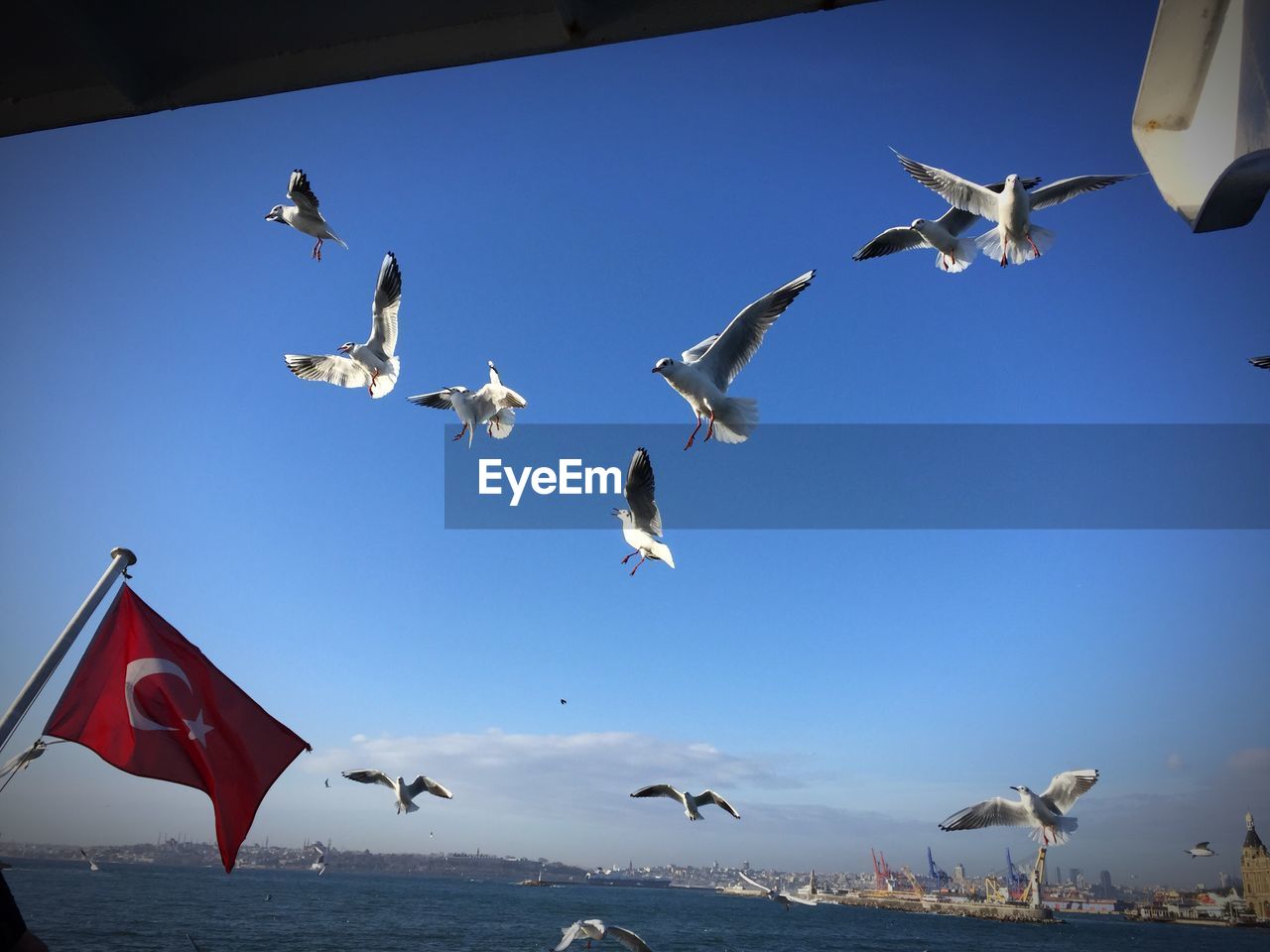 Seagulls and turkish flag against sky seen through boat window