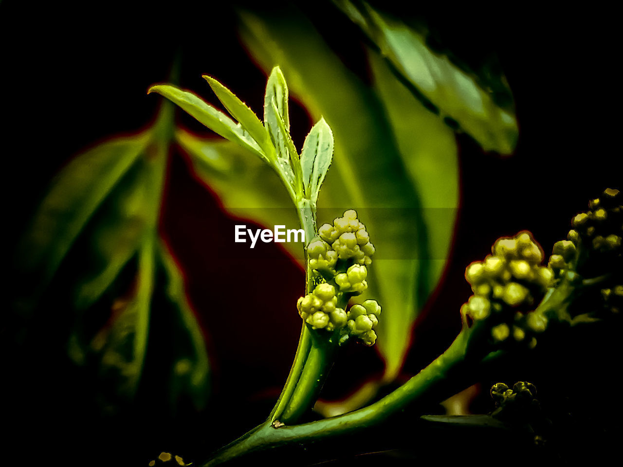 CLOSE-UP OF PLANT GROWING IN BLACK AGAINST BLURRED BACKGROUND