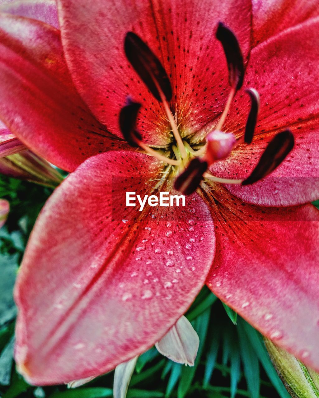 CLOSE-UP OF DAY LILY