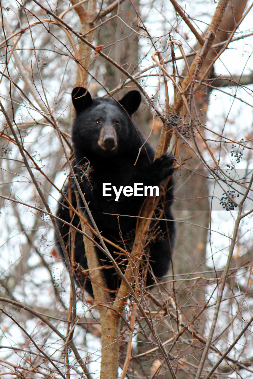 Black bear sitting on bare tree