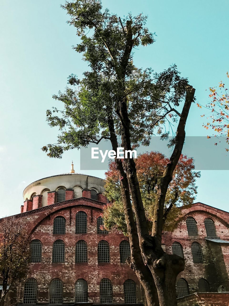 Low angle view of tree against building