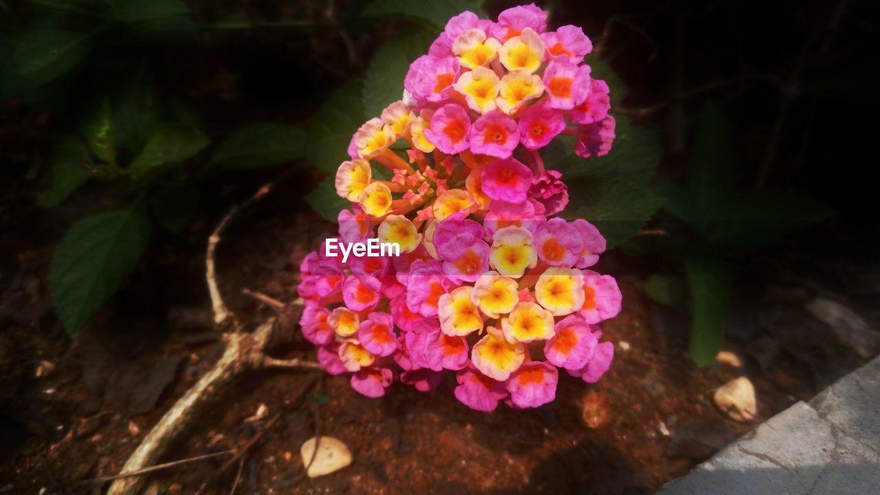 HIGH ANGLE VIEW OF PINK FLOWERING PLANTS